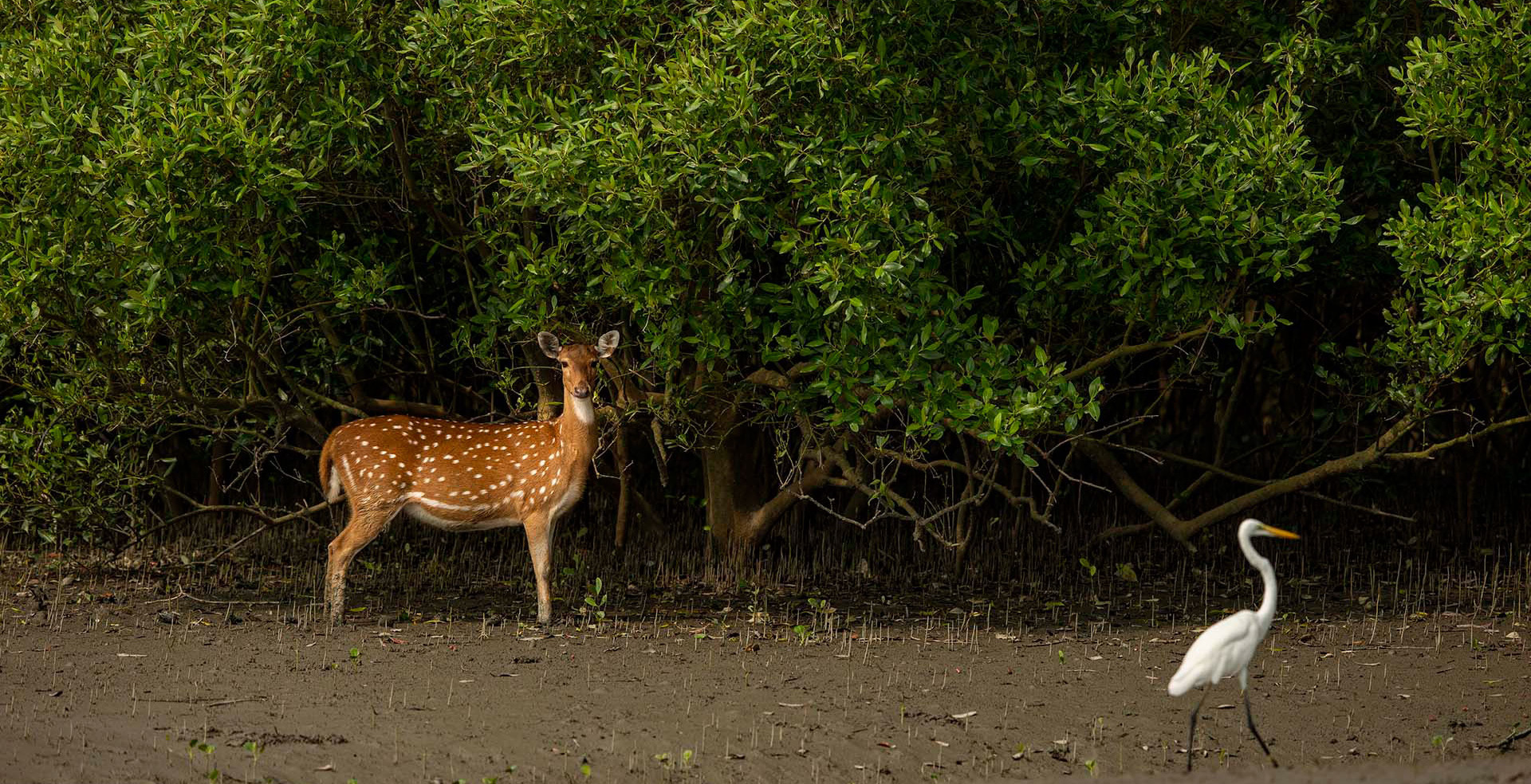 Bangladesh Tour Package Bangladesh Tour Package