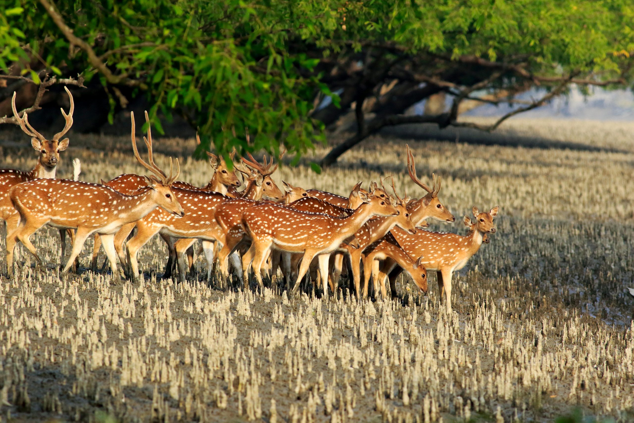 Sundarban Safari Tour Package
