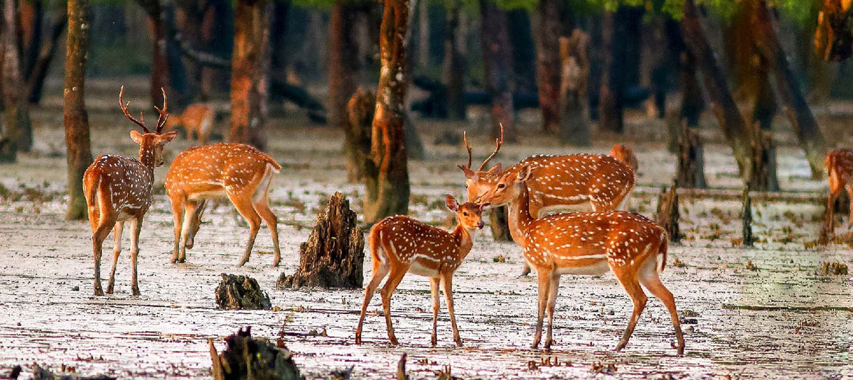SUNDARBAN Tour Package - সুন্দরবন ট্যুর প্যাকেজ