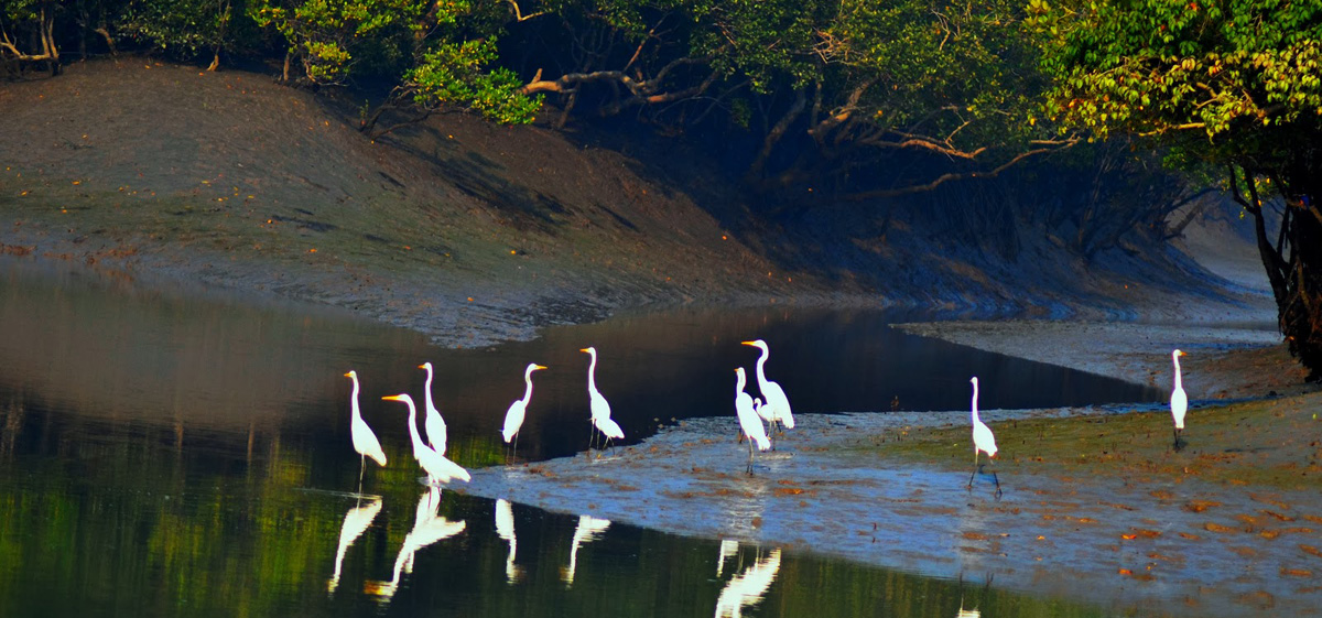 SUNDARBAN Tour Package - সুন্দরবন ট্যুর প্যাকেজ